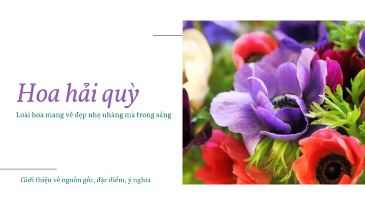 Hoa Hải Quỳ