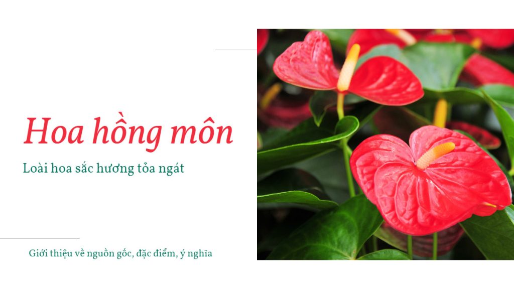 Hoa Hồng Môn