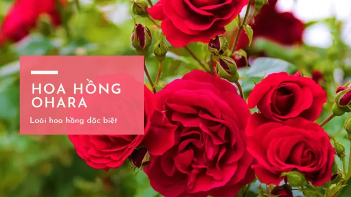 Hoa Hồng Ohara - Loài hoa hồng đặc biệt