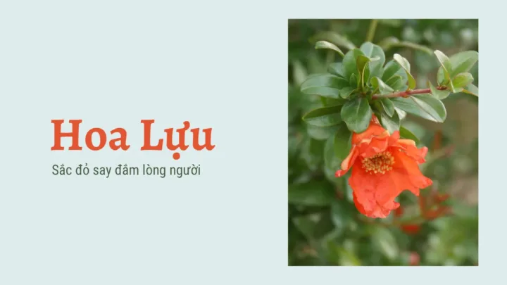 Hoa Lựu