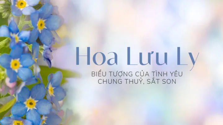 Hoa Lưu Ly