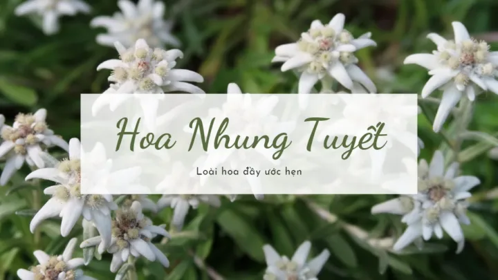 Hoa Nhung Tuyết