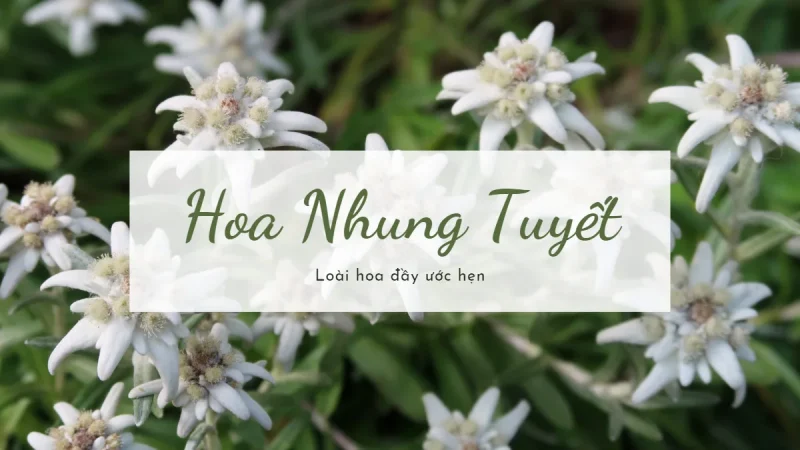 Hoa Nhung Tuyết