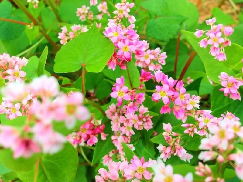 Mùa hoa tam giác mạch tại cao nguyên đá Đồng Văn