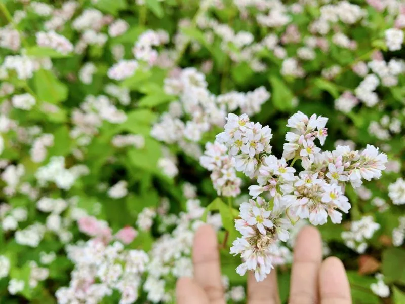 Hoa tam giác mạch màu trắng hồng mọc thành cụm nhỏ