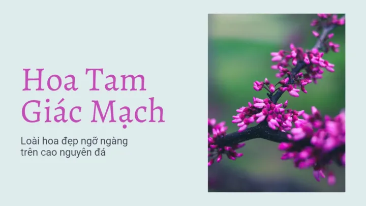 Hoa Tam Giác Mạch