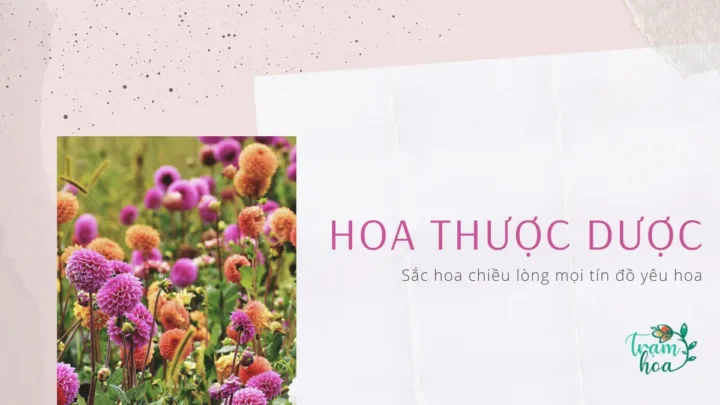 Hoa Thược Dược