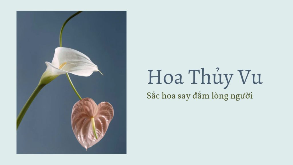 Hoa Thủy Vu - Sắc hoa say đắm lòng người