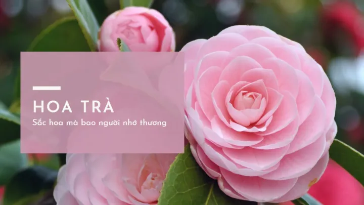 Hoa Trà