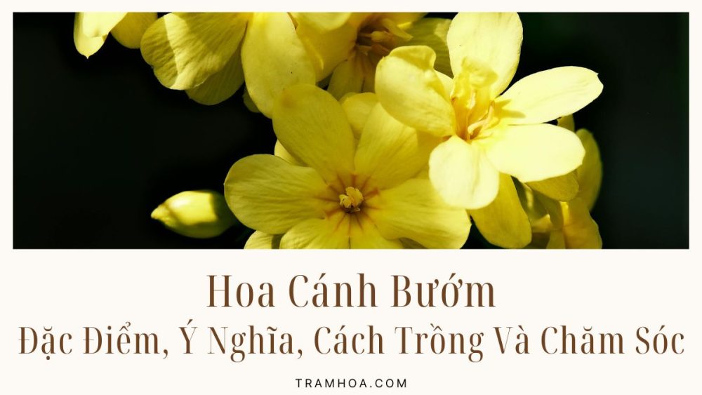 Hoa Cánh Bướm: Đặc Điểm, Ý Nghĩa, Cách Trồng Và Chăm Sóc
