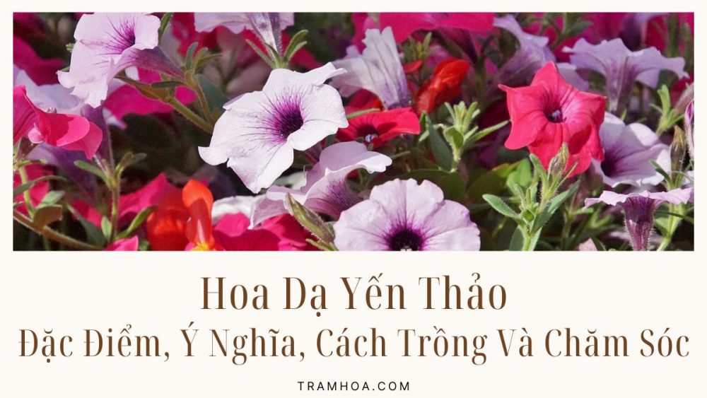 Hoa Dạ Yến Thảo - Đặc Điểm, Ý Nghĩa, Cách Trồng Và Chăm Sóc