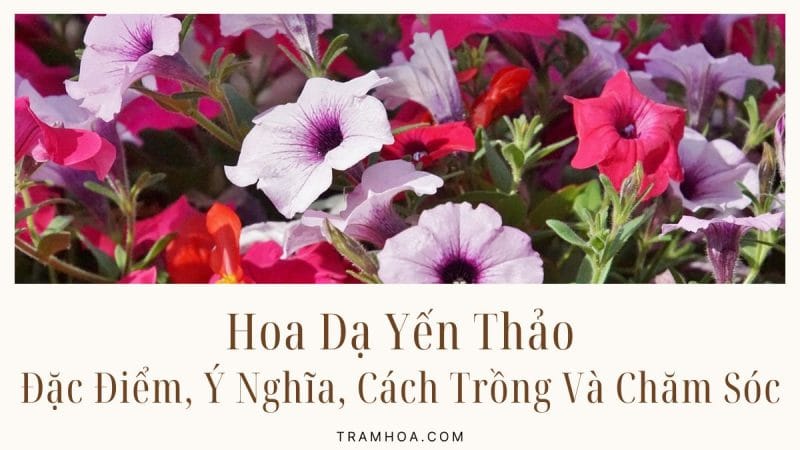 Hoa Dạ Yến Thảo - Đặc Điểm, Ý Nghĩa, Cách Trồng Và Chăm Sóc