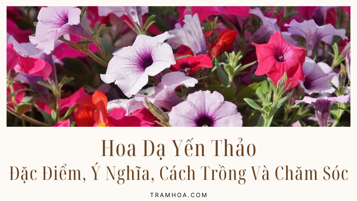 Hoa Da Yen Thao Dac Diem Y Nghia Cach Trong Va Cham Soc Hoa Dạ Yến Thảo - Đặc Điểm, Ý Nghĩa, Cách Trồng Và Chăm Sóc