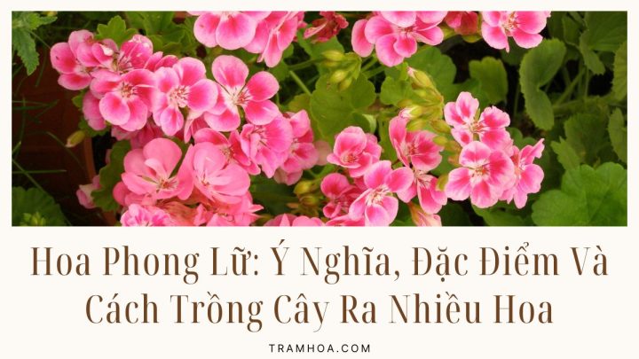 Hoa Phong Lữ: Ý Nghĩa, Đặc Điểm Và Cách Trồng Cây Ra Nhiều Hoa