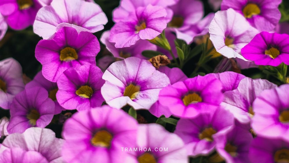 Hoa da yen thao hong tim tuong trung cho niem vui va su lang man Hoa dạ yến thảo hồng tím tượng trưng cho niềm vui và sự lãng mạn