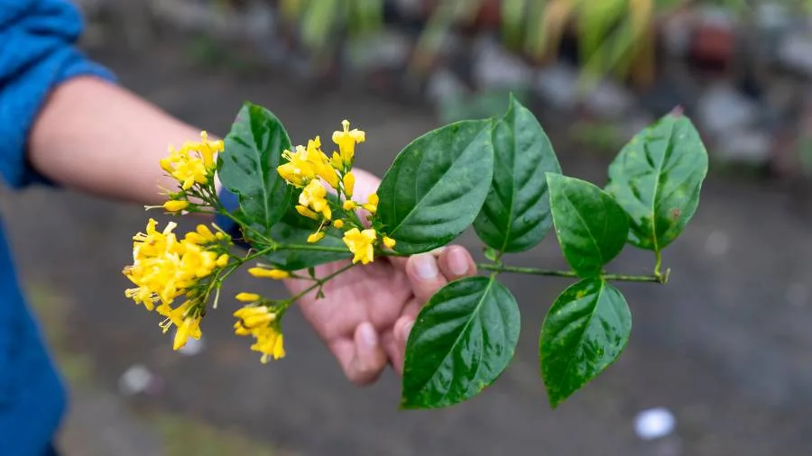 hoa canh buom 2 Cách trồng và chăm sóc hoa cánh bướm trong sân vườn