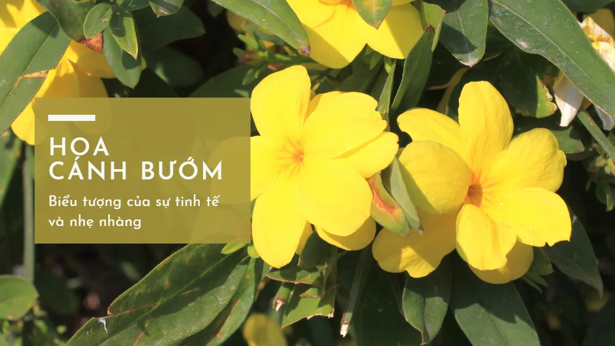 hoa canh buom Hoa Cánh Bướm - Biểu tượng của sự tinh tế và nhẹ nhàng