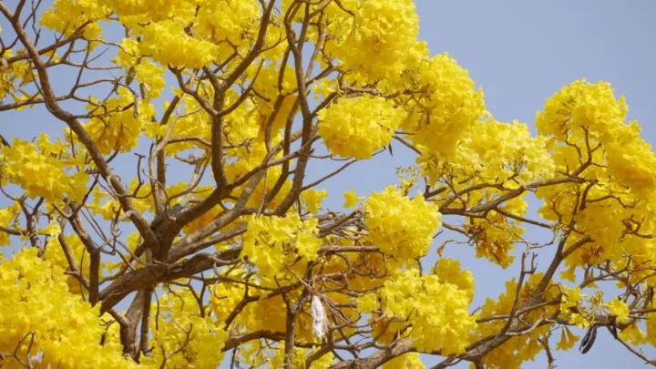 Nguồn gốc của hoa chuông vàng