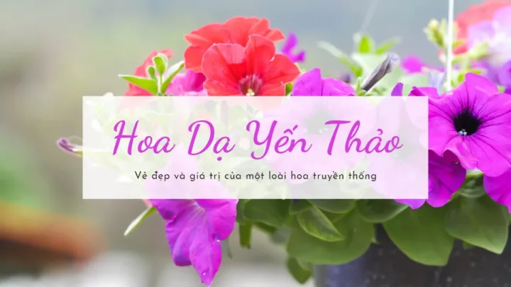 Hoa Dạ Yến Thảo - Vẻ đẹp và giá trị của một loài hoa truyền thống
