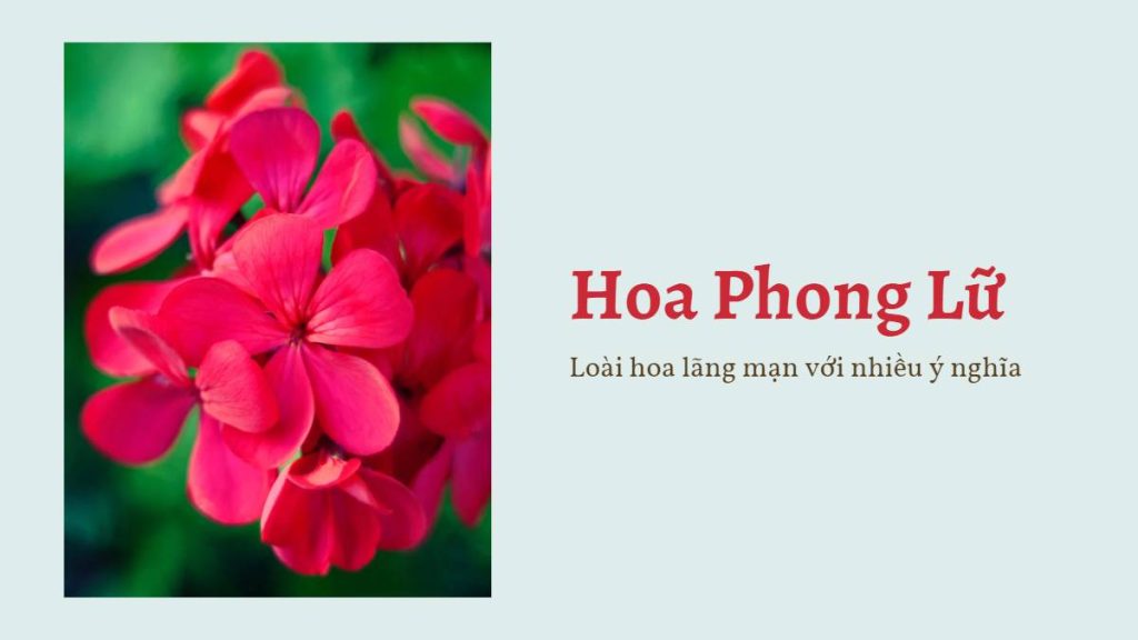 Hoa Phong Lữ - Loài hoa lãng mạn với nhiều ý nghĩa