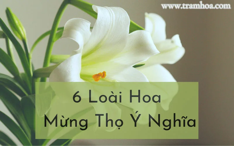 6 loài hoa mừng thọ ý nghĩa được sử dụng phổ biến nhất