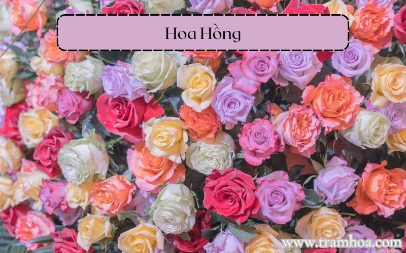 Hoa Hồng rất thích hợp sử dụng để làm hoa mừng thọ ông bà, cha mẹ