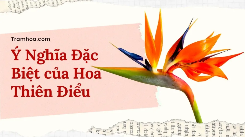 Ý nghĩa hoa thiên điểu