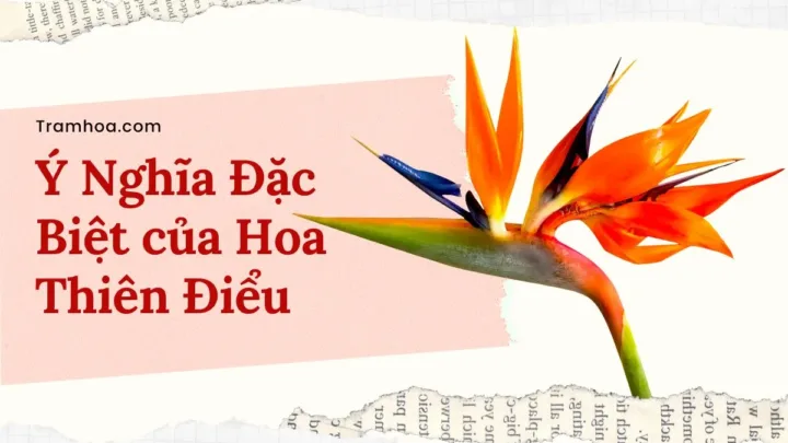 Ý nghĩa hoa thiên điểu