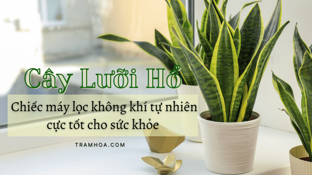 Cây Lưỡi Hổ - Chiếc máy lọc không khí tự nhiên cực tốt cho sức khỏe