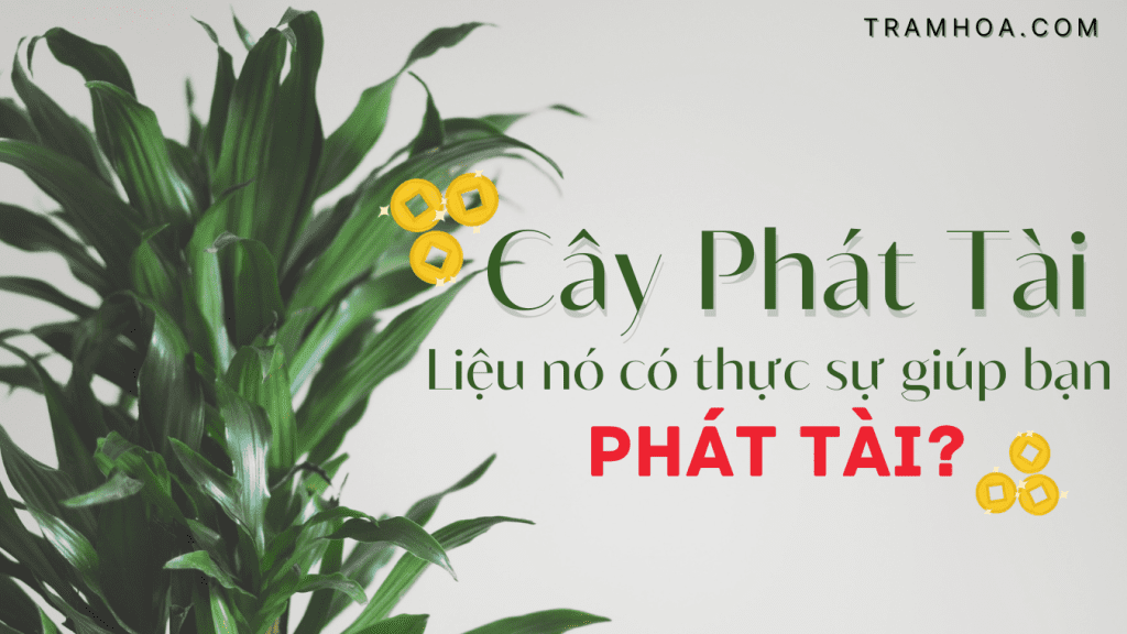 Cây Phát Tài- Liệu nó có thực sự giúp bạn phát tài?