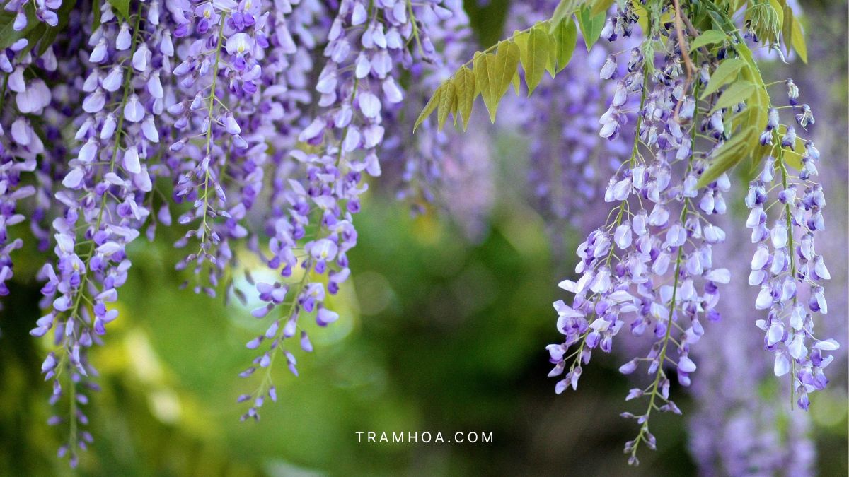 Giàn hoa tử đằng tím tạo thành rèm hoa rủ