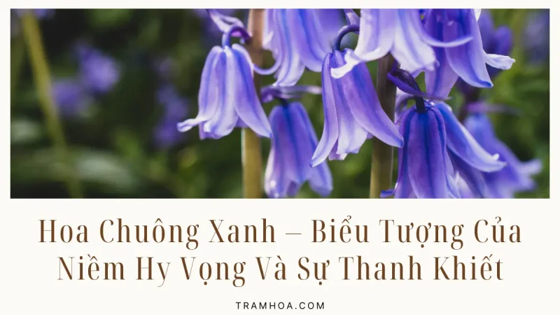 Hoa Chuông Xanh – Biểu Tượng Của Niềm Hy Vọng Và Sự Thanh Khiết