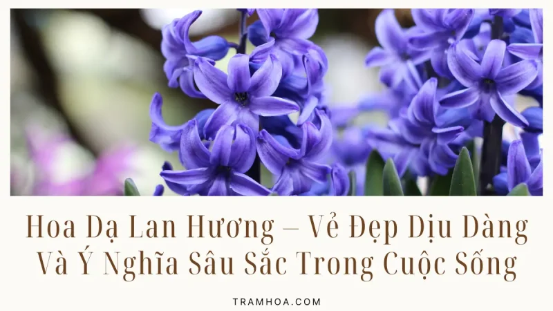 Hoa Dạ Lan Hương – Vẻ Đẹp Dịu Dàng Và Ý Nghĩa Sâu Sắc Trong Cuộc Sống