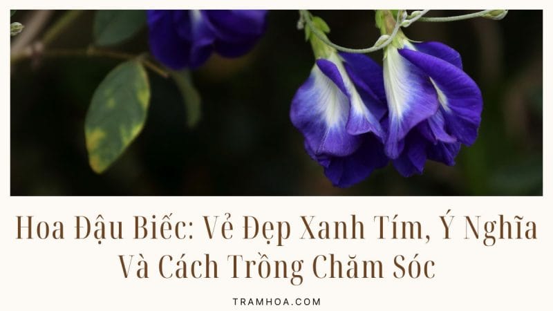 Hoa Dau Biec Ve Dep Xanh Tim Y Nghia Va Cach Trong Cham Soc