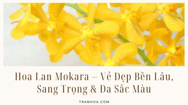 Hoa Lan Mokara – Loài Lan Đẹp, Bền & Đa Sắc Màu