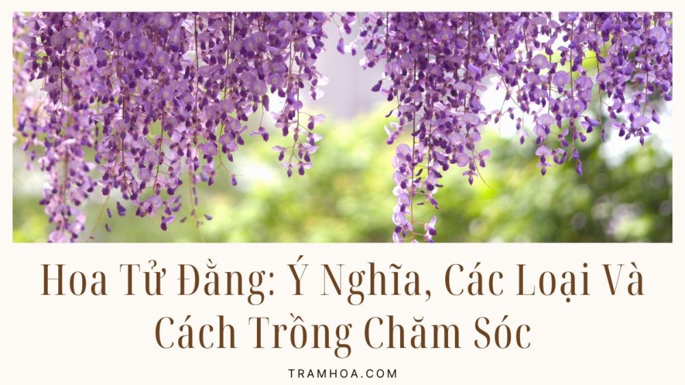 Hoa Tử Đằng - Ý Nghĩa, Các Loại Và Cách Trồng Chăm Sóc