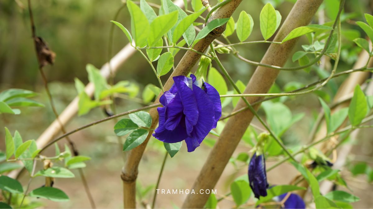 Hoa đậu biếc xanh nở trên giàn dây leo