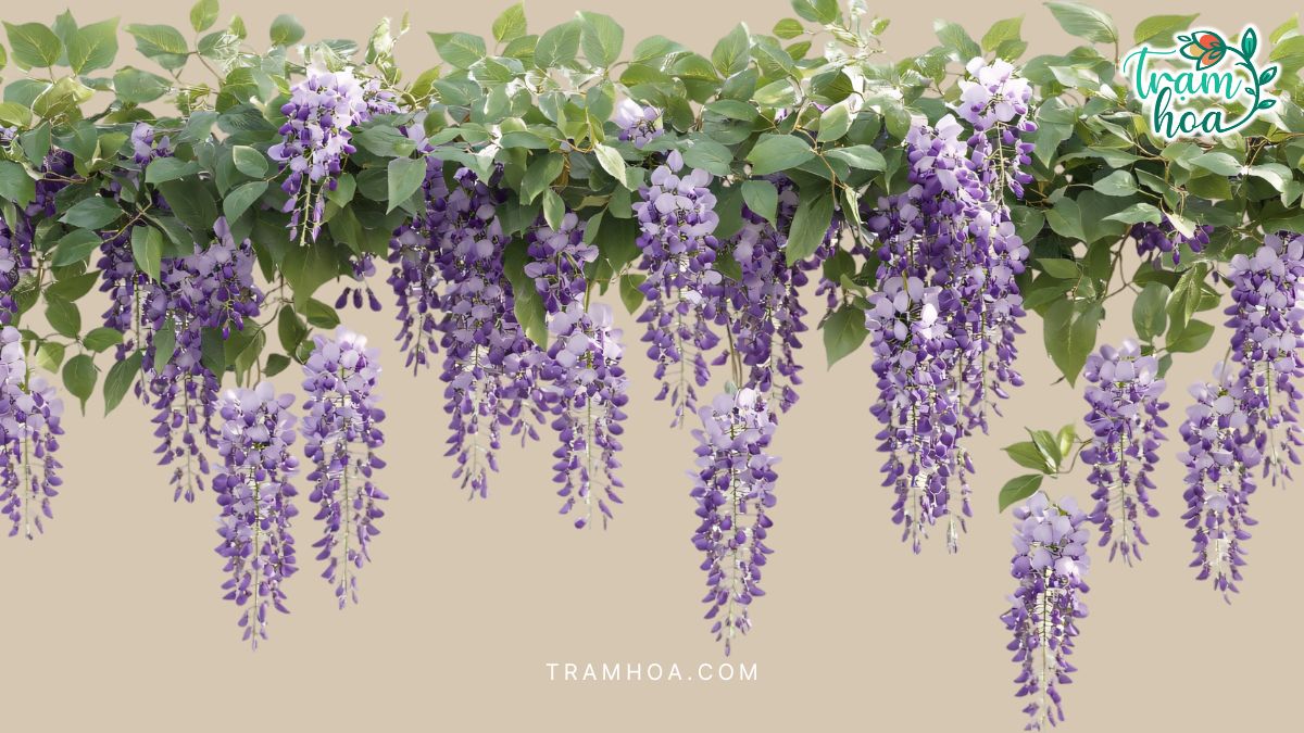 Hoa tử đằng tím nở thành chùm dài trên giàn