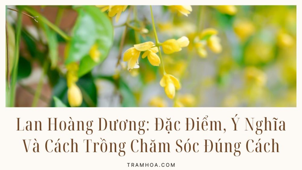Lan Hoàng Dương - Đặc Điểm, Ý Nghĩa Và Cách Trồng Chăm Sóc Đúng Cách
