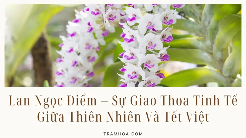 Lan Ngọc Điểm – Sự Giao Thoa Tinh Tế Giữa Thiên Nhiên Và Tết Việt