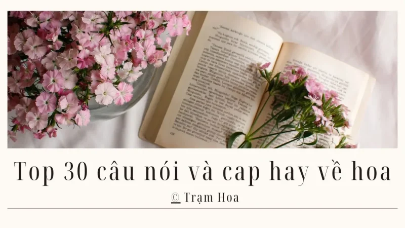 Top 30 câu nói và cap hay về hoa