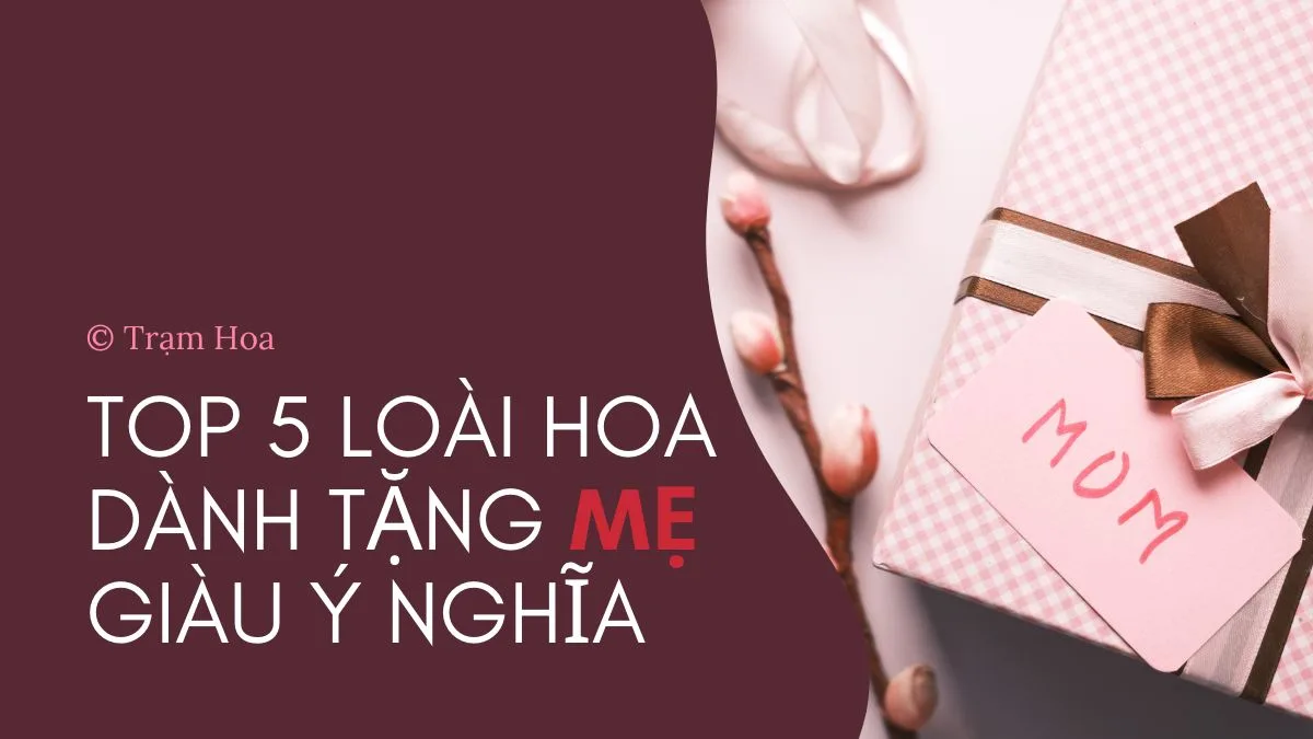 Top 5 loại hoa dành tặng mẹ giàu ý nghĩa