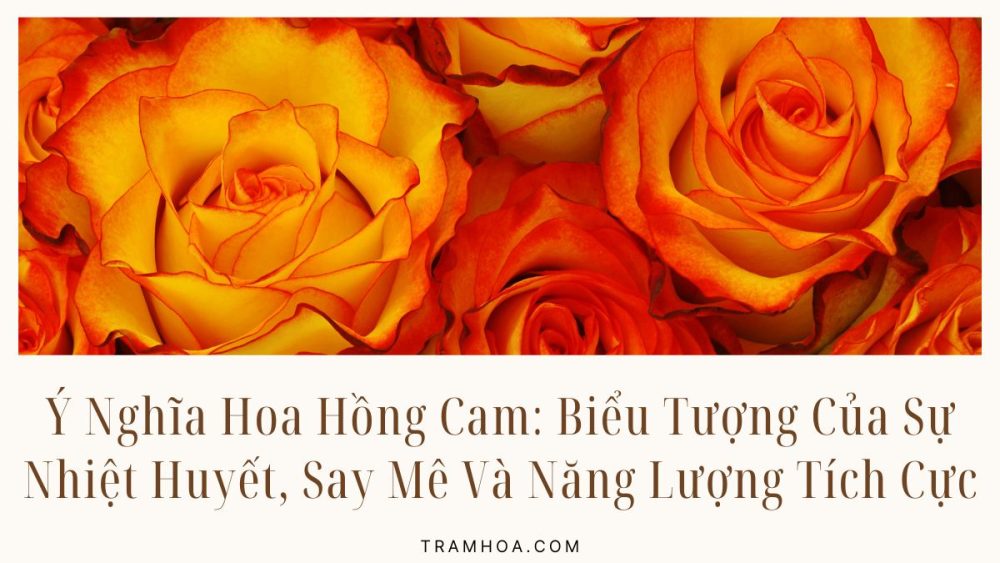 Ý Nghĩa Hoa Hồng Cam: Biểu Tượng Của Sự Nhiệt Huyết, Say Mê Và Năng Lượng Tích Cực