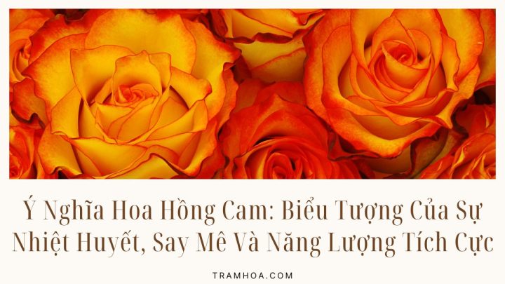 Ý Nghĩa Hoa Hồng Cam: Biểu Tượng Của Sự Nhiệt Huyết, Say Mê Và Năng Lượng Tích Cực