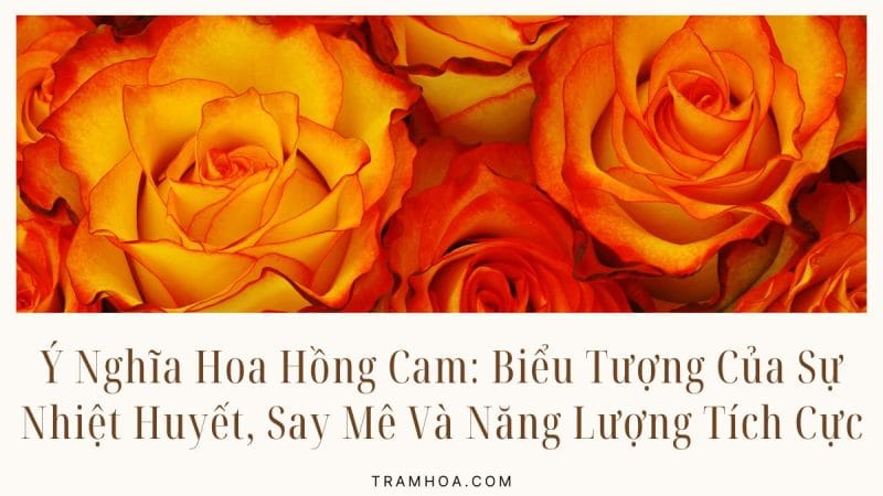 Ý Nghĩa Hoa Hồng Cam: Biểu Tượng Của Sự Nhiệt Huyết, Say Mê Và Năng Lượng Tích Cực