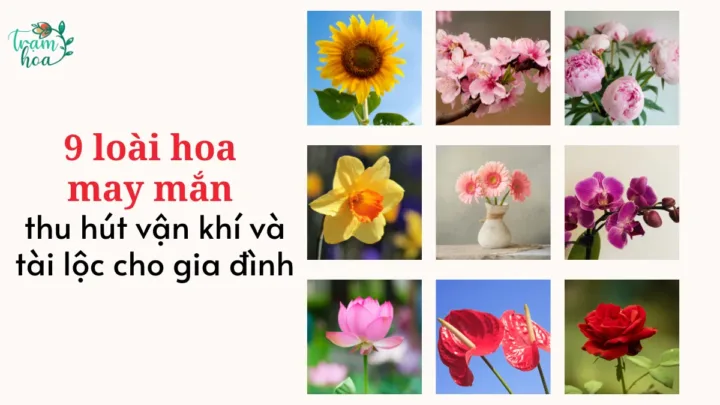 9 loài hoa may mắn thu hút vận khí và tài lộc cho gia đình (1)