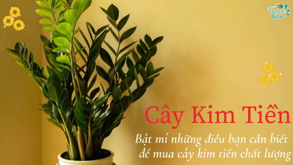 Bật mí những điều bạn cần biết để mua cây kim tiền chất lượng