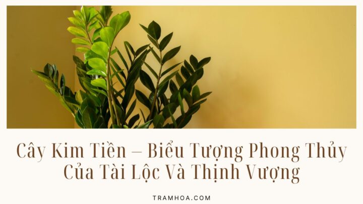 Cây Kim Tiền - Biểu Tượng Phong Thủy Của Tài Lộc Và Thịnh Vượng