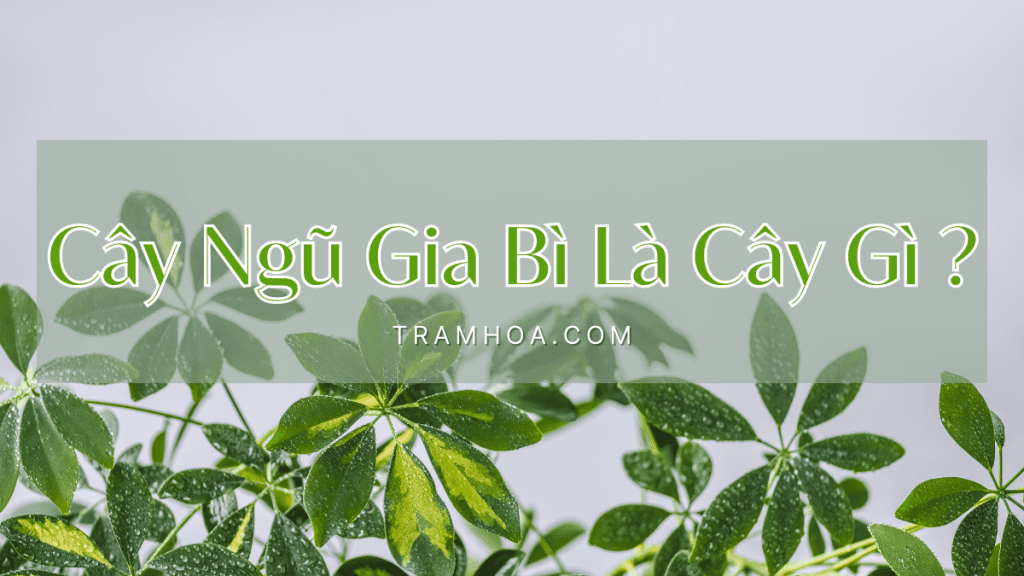 Cây Ngũ Gia Bì Là Cây Gì