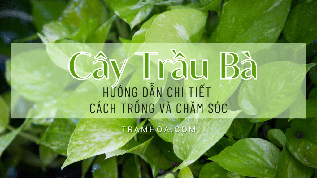 Cây Trầu Bà- Hướng dẫn chi tiết cách trồng và chăm sóc